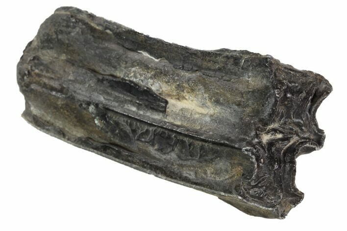 Pleistocene Aged Fossil Horse Tooth - Florida #87296